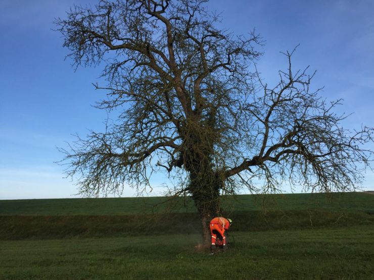 Baum finden